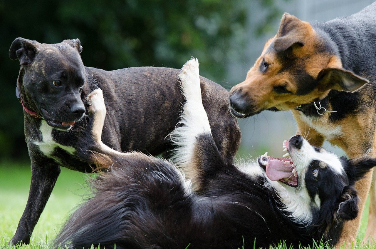 Hundehaftpflichtversicherung: Das sollten Sie wissen