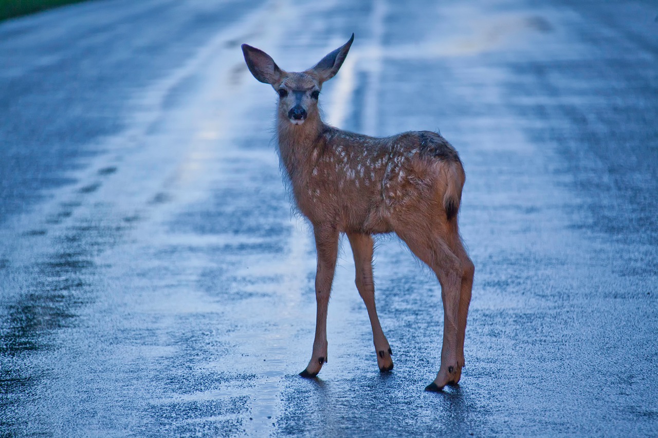 Welche Kfz-Versicherung zahlt bei einem Wildunfall?